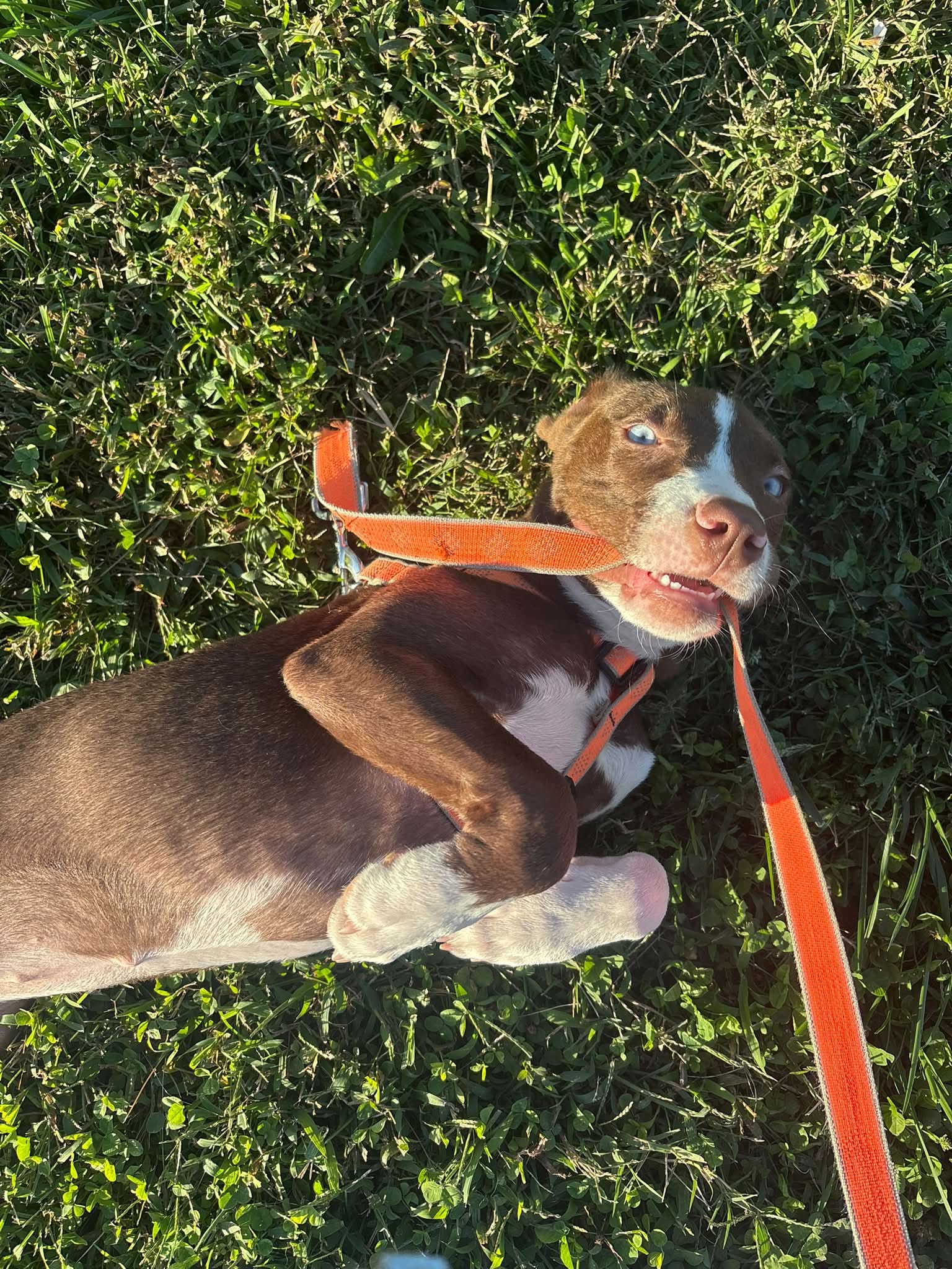 puppy_on_walk